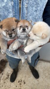 EBBAE960-75B7-4FF2-812D-14482FC3EA10