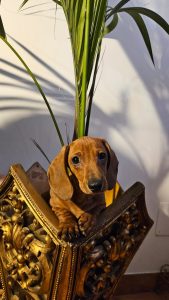 WhatsApp Image 2026-02-23 at 15.47.26 (3)