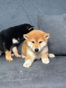 WhatsApp Image 2026-02-23 at 15.47.33 (3)