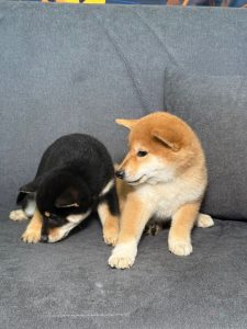 WhatsApp Image 2026-02-23 at 15.47.34 (1)