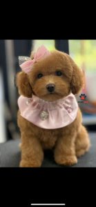 WhatsApp Image 2026-02-23 at 15.47.38 (1)