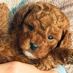 WhatsApp-Image-2023-06-27-at-10.52.50