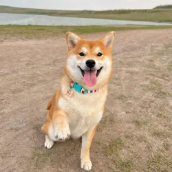 b97280ba547d0f01eb87f0c3c3c1eceadb078235-1110x1110