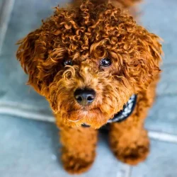 barboncino-primo-piano-2