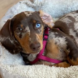 bassotto-arlecchino-2