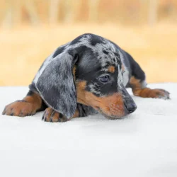 bassotto-fotocuccioli-maccio3