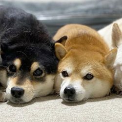 cat-shiba-inu-thumbnail