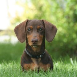 dachshund-4123618_1280