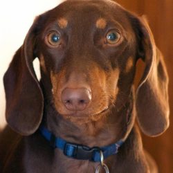 dachshund-4130872_1280