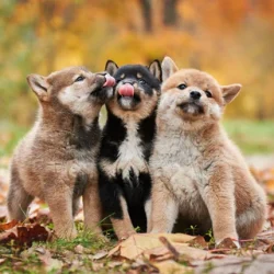 shutterstock_2216003597_480x480